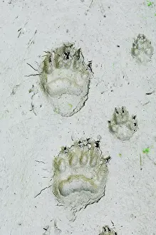 Pugmarks: Black Bear and Coyote (Canis latrans) tracks in