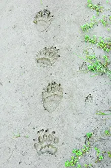 Pugmarks: Black Bear and Coyote (Canis latrans) tracks in