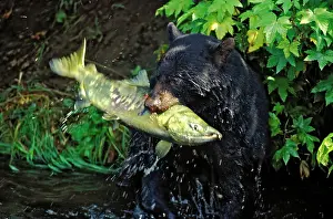 Salmons: Black Bear in creek catching large chum salmon fish