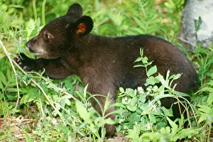 Mary Clay: Black BEAR - cub in birch wood