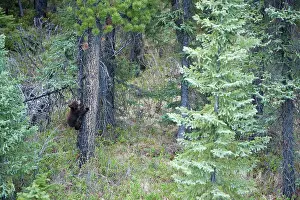 Cinnamomum: Black Bear - cub climbing tree