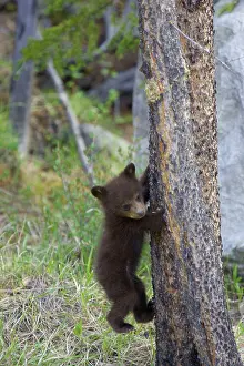 Cinnamomum: Black Bear - cub climbing tree