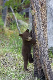 Cinnamomum: Black Bear - cub climbing tree