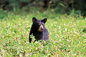 Clovers: Black Bear Cub in field of clover
