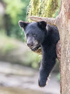 Relaxing: Black bear cub hangs out in a tree