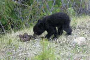 Cinnamomum: Black Bear - cub smelling bear droppings