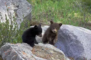 Cinnamomum: Black Bear - two cubs playing on rocks - one black
