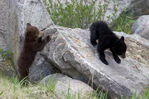 Cinnamomum: Black Bear - two cubs playing on rocks - one black