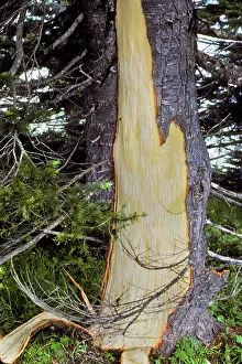 Black Bear - damaged tree. Bears strip the bark