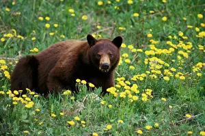 Dandelions: Black Bear - feeding on dandelions