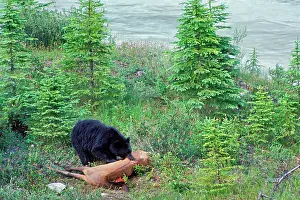 Scavanging: Black Bear - feeding on elk carcass