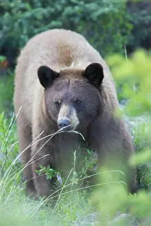 Cinnamomum: Black Bear - female