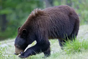 Cinnamomum: Black Bear - female