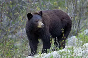 Cinnamomum: Black Bear - female