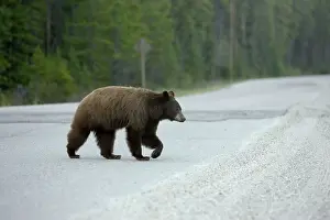 Cinnamomum: Black Bear - female crossing road