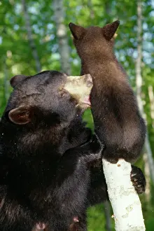Mary Clay: Black BEAR - female and cub