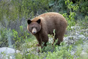 Cinnamomum: Black Bear - female - feeding by the side of road