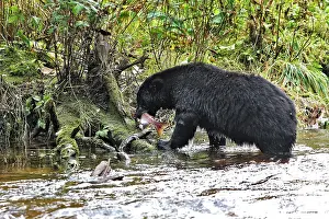 Salmons: Black Bear - fishing for salmon