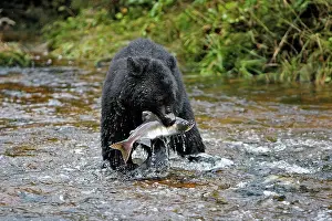 Salmons: Black Bear - fishing for salmon