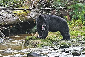 Salmons: Black Bear - fishing for salmon