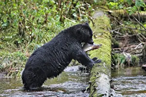 Salmons: Black Bear - fishing for salmon