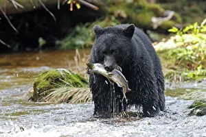 Salmons: Black bear fishing for salmon in a river