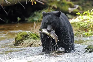 Salmons: Black bear fishing for salmon in a river