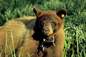 Tags: Black Bear (in cinnamon color phase) equiped with