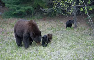 Cinnamomum: Black Bear - mother and cubs