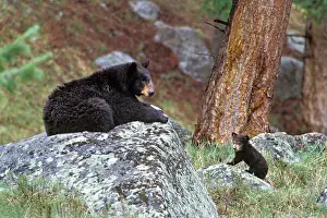 Habtiat: BLACK BEAR - mother with young cub