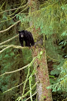 Sitka: Black Bear - resting in sitka spruce tree