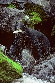 Salmons: Black bear - with salmon, in summer