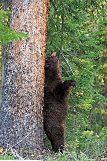 Pleasure: Black Bear - scratching its back - Dunraven Pass