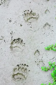 Pugmarks: Black Bear - tracks with Coyote (Canis latrans)