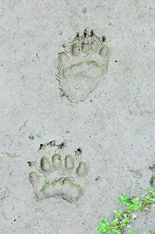 Pugmarks: Black Bear tracks in mud along pond edge - summer