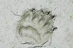 Pugmarks: Black Bear - tracks in mud along pond edge - summer