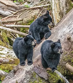 Waiting: These black bear triplets hang out waiting for Mom