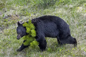 Omnivore: Black Bear (Ursus americanus) being aggressive by