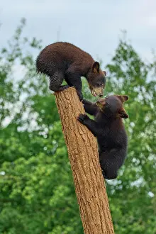 Fitness: Black bear (Ursus americanus), two cub climbing