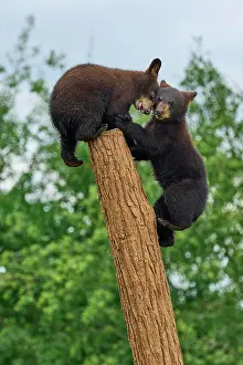 Fitness: Black bear (Ursus americanus), two cub climbing
