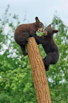Fitness: Black bear (Ursus americanus), two cub climbing