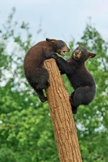 Fitness: Black bear (Ursus americanus), two cub climbing