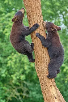 Fitness: Black bear (Ursus americanus), two cub climbing