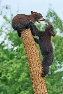 Black bear (Ursus americanus), two cub climbing