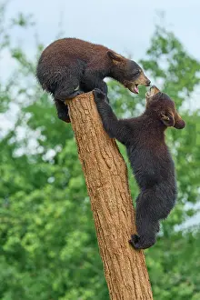 Fitness: Black bear (Ursus americanus), two cub climbing