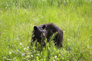 Yukon: Black bear (Ursus americanus), feeding, Kluane National