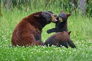 Parents: Black bear (Ursus americanus), mother with two cubs, captive
