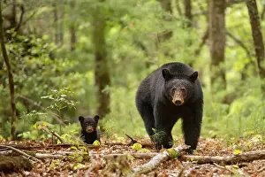 Cove: Black Bear (Ursus americanus) and newborn cub