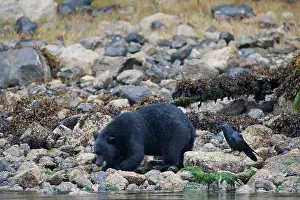 Kelp: Crow