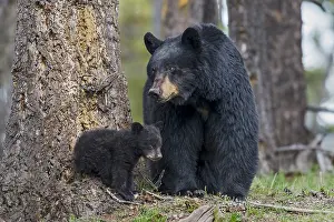 Watches: Black Bear (Ursus americanus) sow watches over young